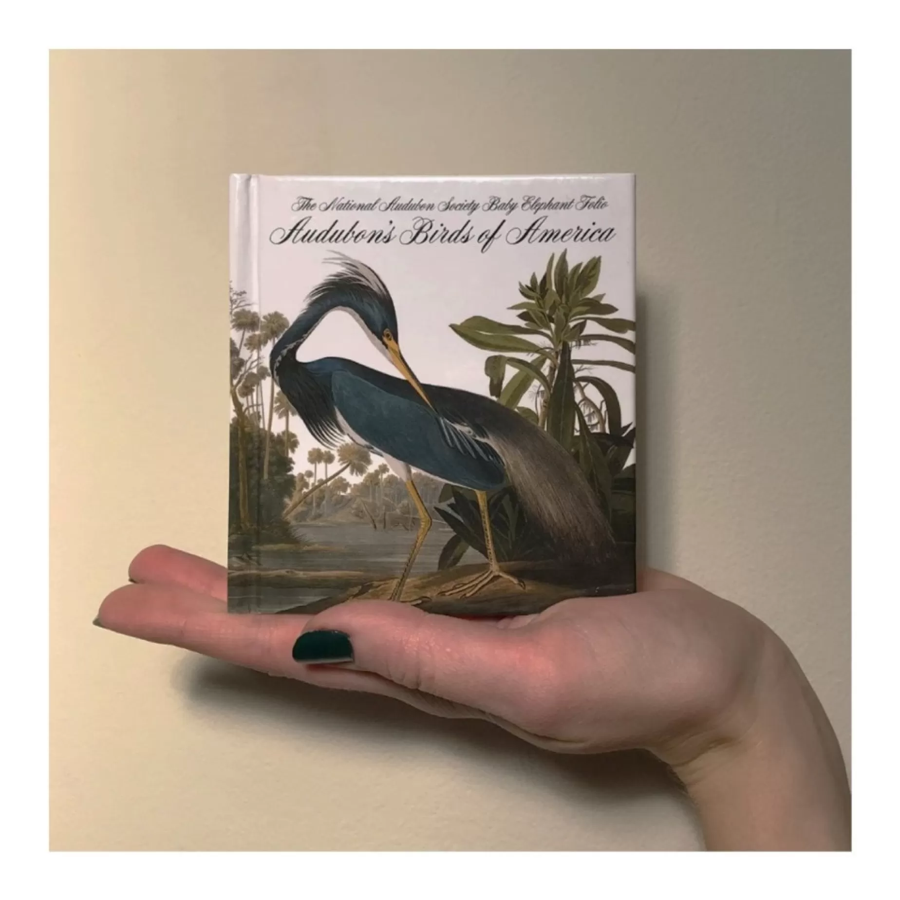 Birds Of America - Tiny Folio<W.W. NORTON & CO. Shop