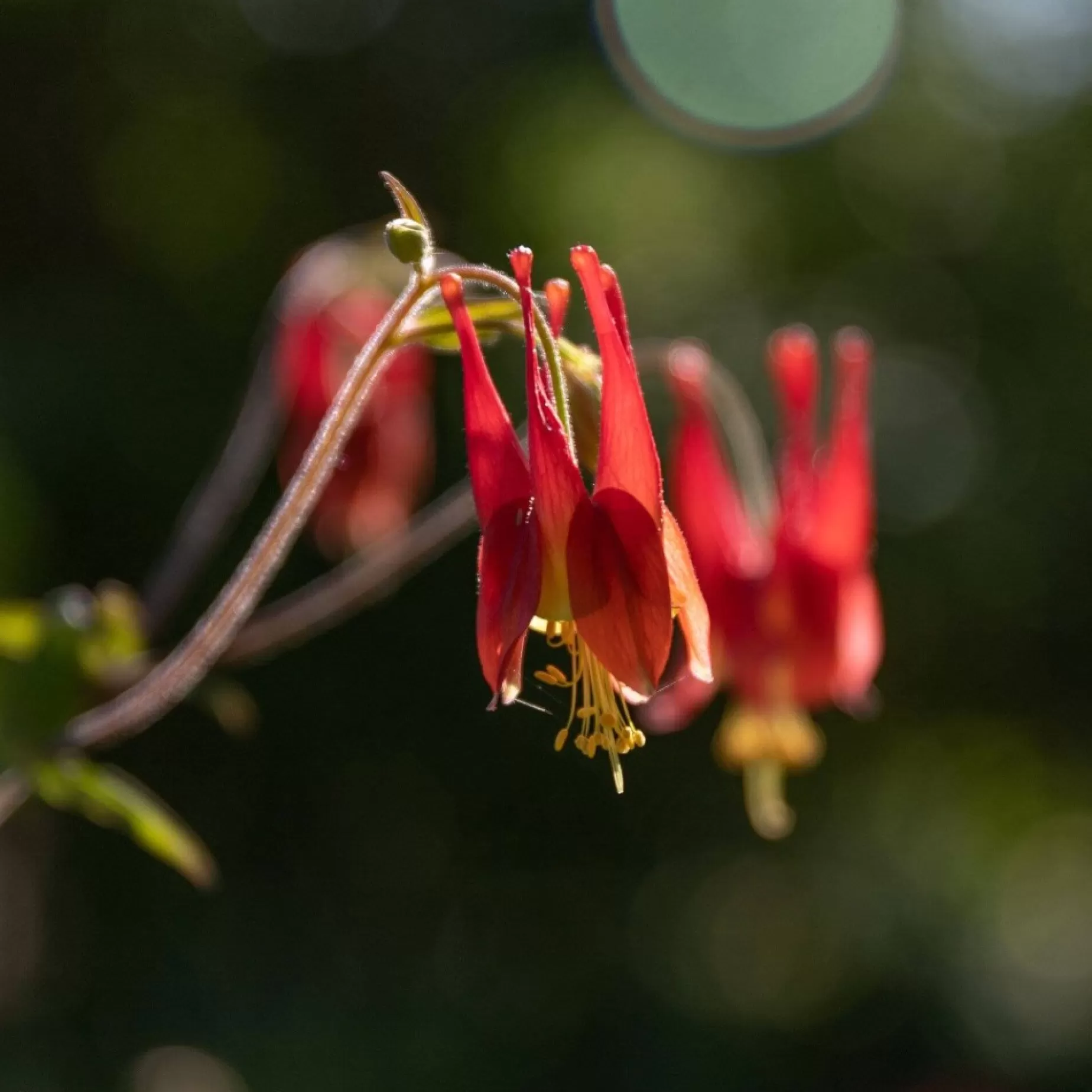 Eastern Red Columbine Seed Pack<MT. VERNON LADIES ASSOC Store