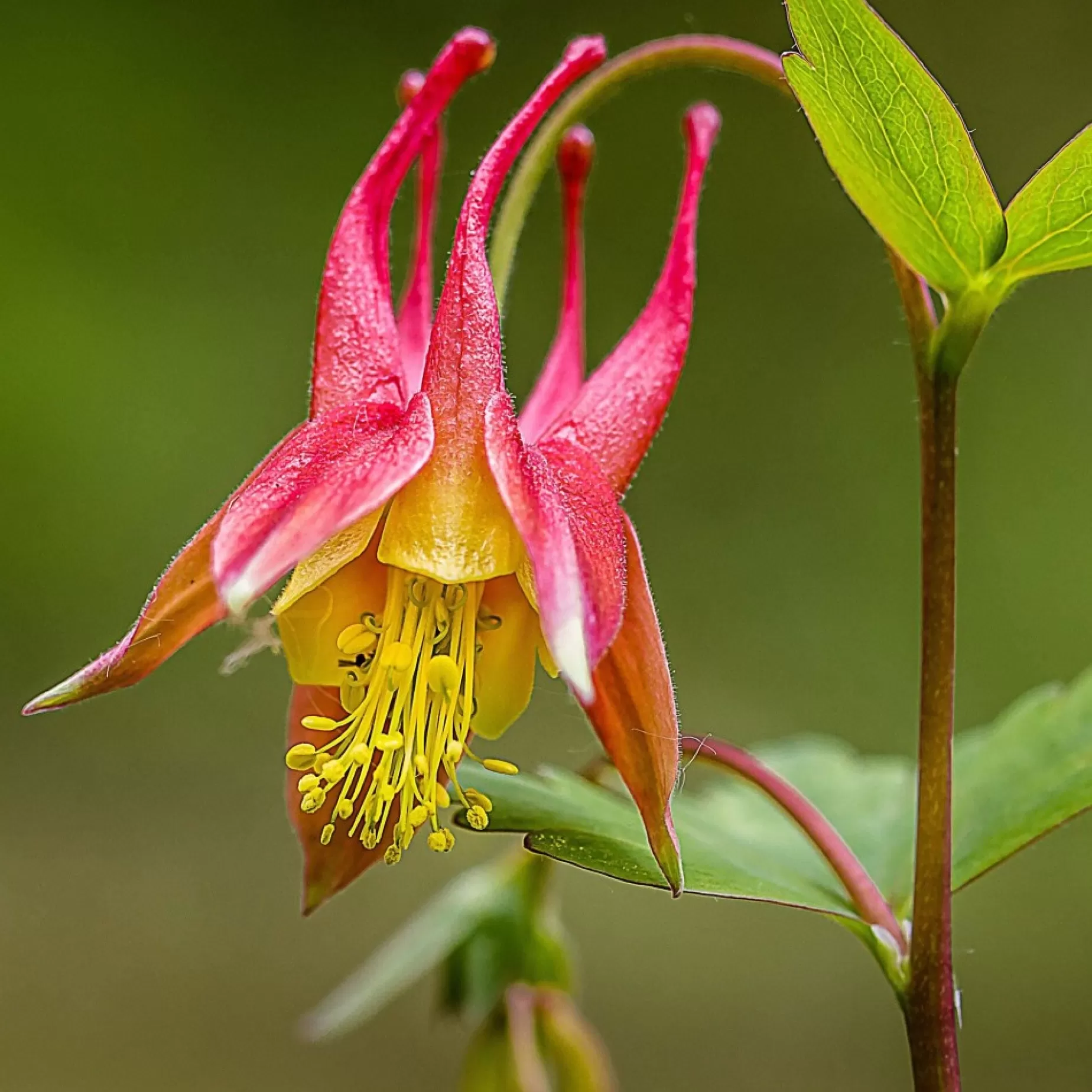 Eastern Red Columbine Seed Pack<MT. VERNON LADIES ASSOC Store