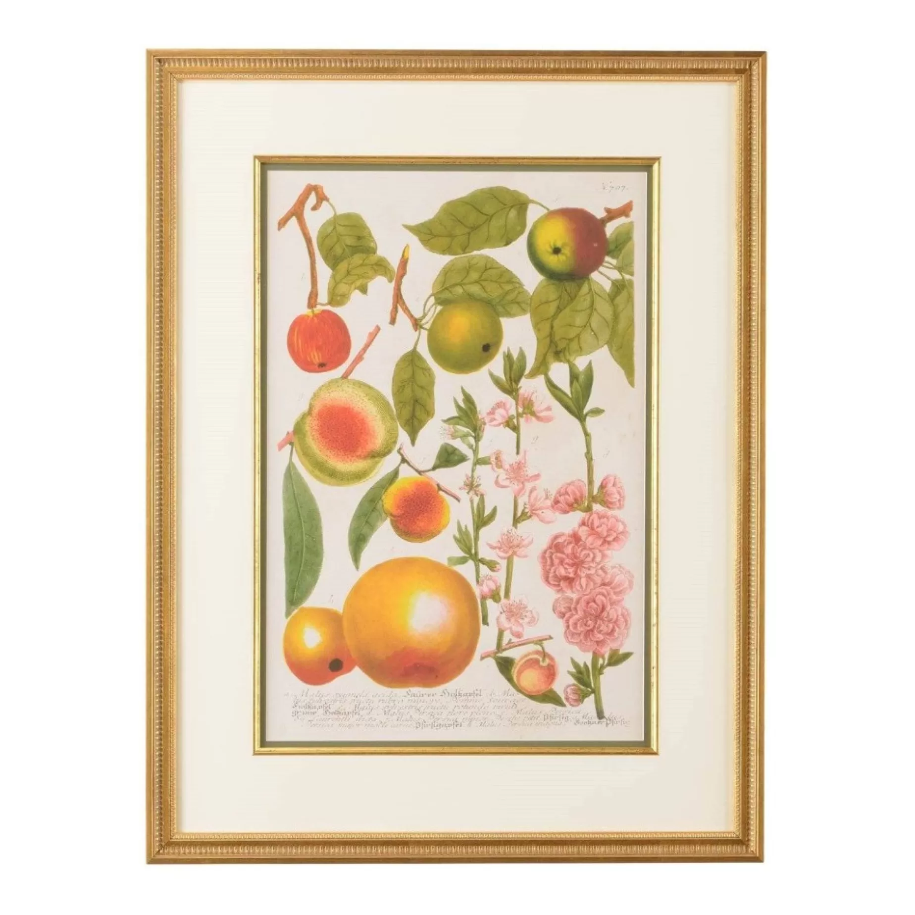 European Crabapple Botanical Print<CHELSEA HOUSE Cheap