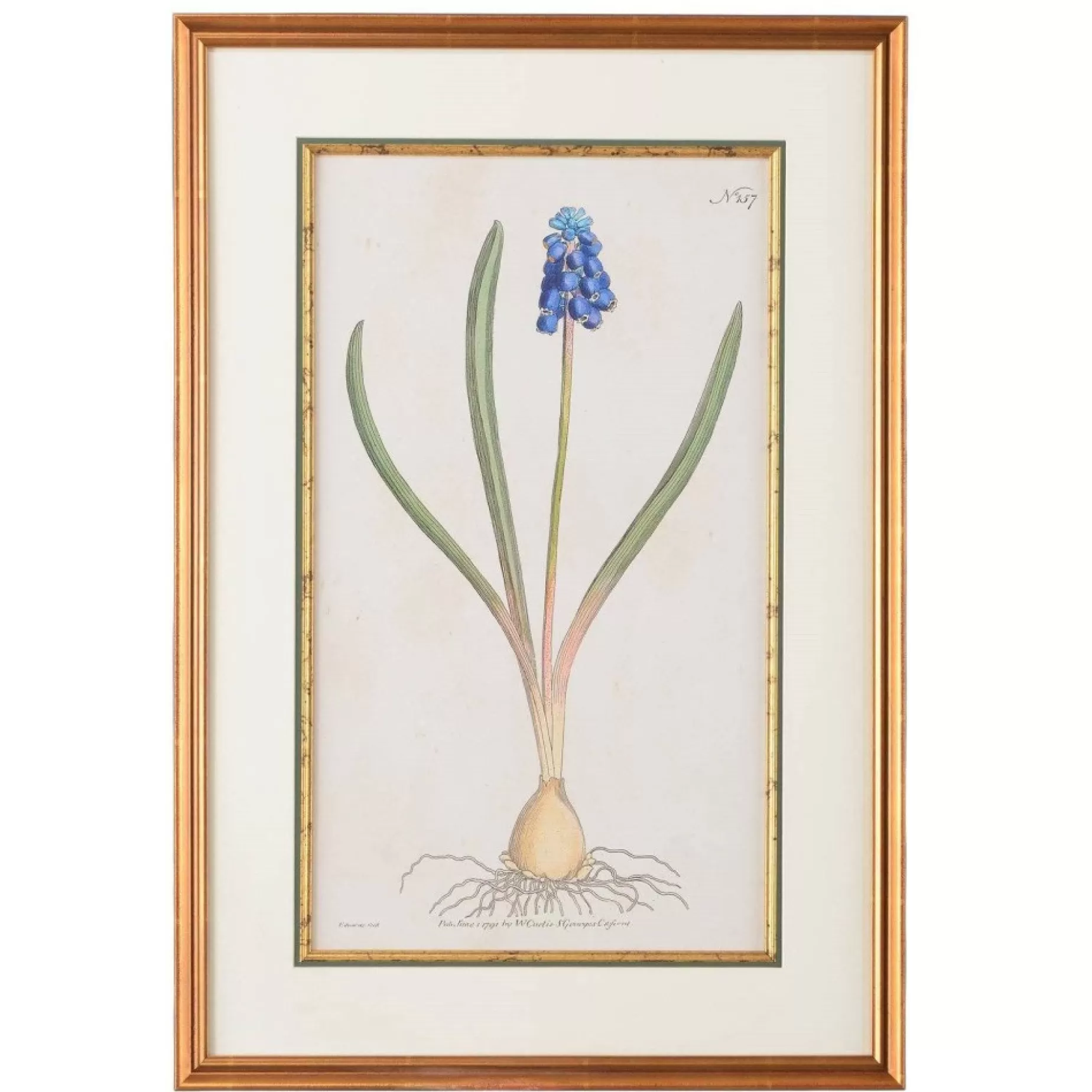 Grape Hyacinth Botanical Print<CHELSEA HOUSE Discount