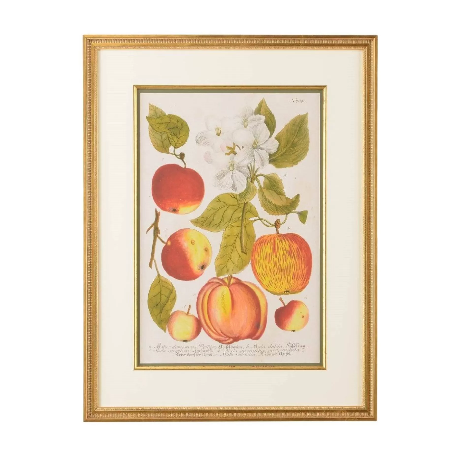 Paradise Apple Botanical Print<CHELSEA HOUSE Online